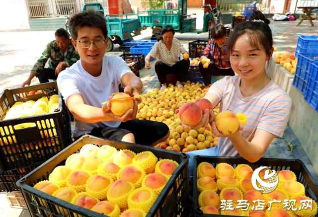 驻马店市驿城区:返乡创业大学生做乡村振兴“新农人”