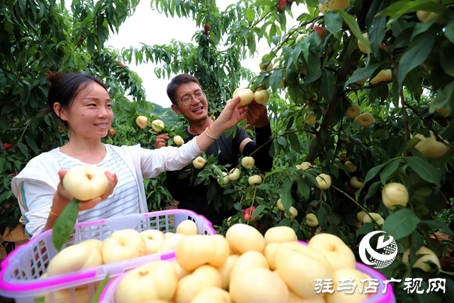 驻马店市驿城区:返乡创业大学生做乡村振兴“新农人”