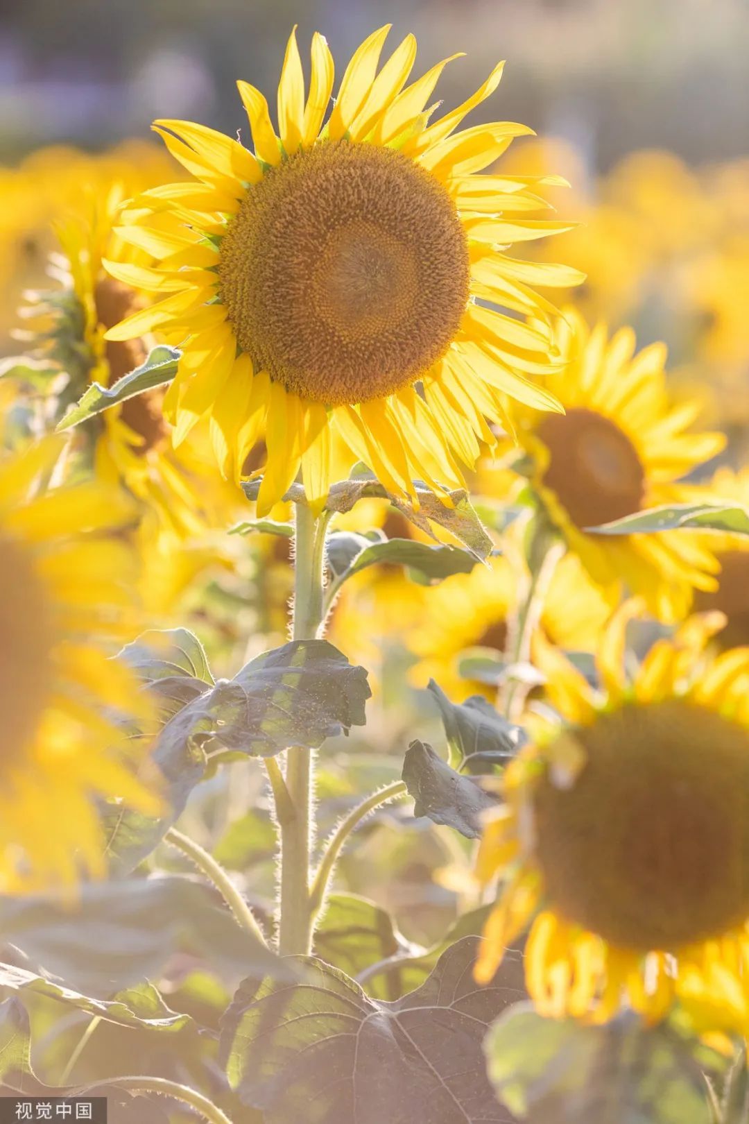 1687307735773315.jpeg a_855920748638760960.jpeg