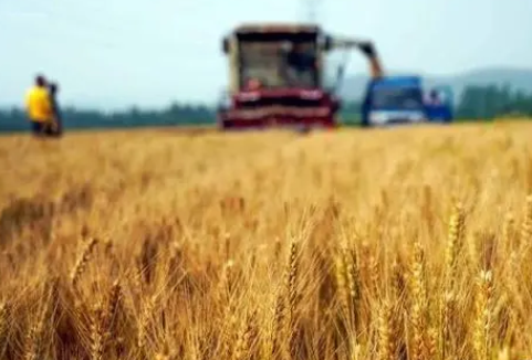 农业农村部：小麦主产区大规模机收基本结束