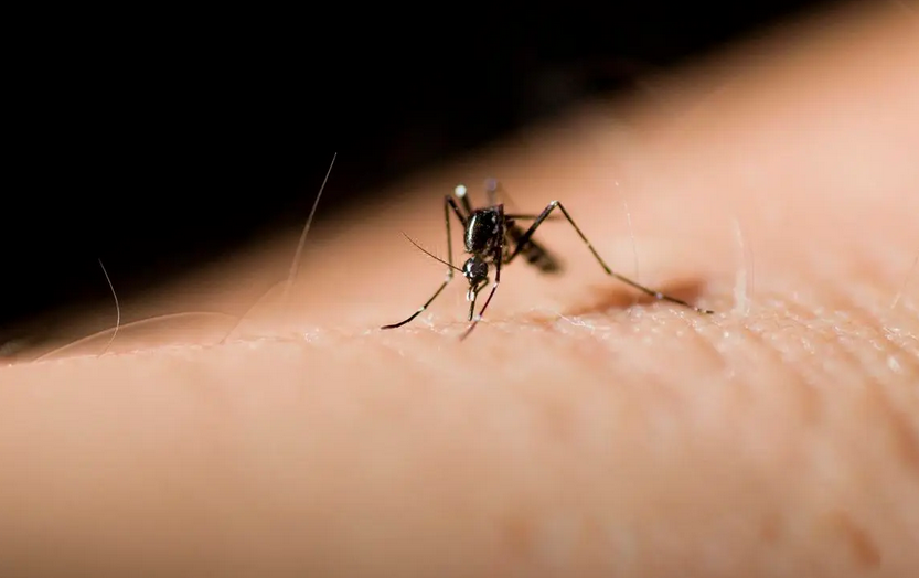 遇到这种虫子千万别挤压！夏季外出应该怎样防虫、驱虫→