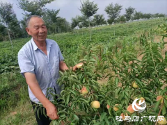 泌阳大磨山“野生大青桃”即将成熟！欢迎采摘！