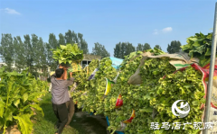 泌阳郭集镇：六月“开烤”金叶闪闪