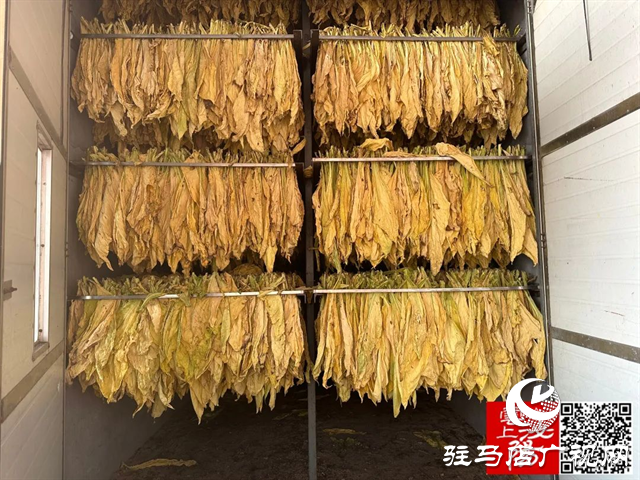 泌阳郭集镇：六月“开烤”金叶闪闪