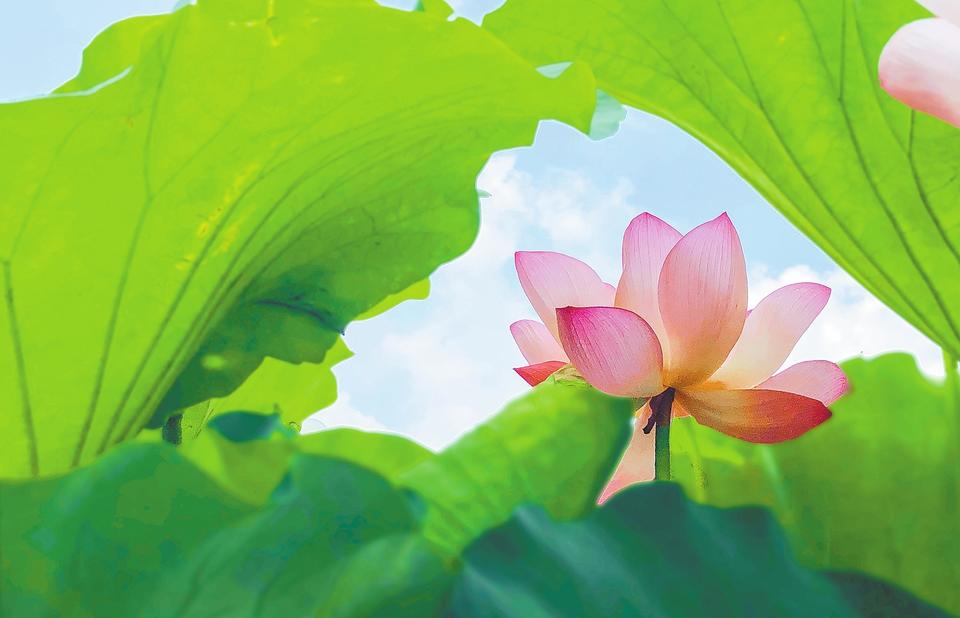 蜻蜓点水戏荷池 是夏天呀