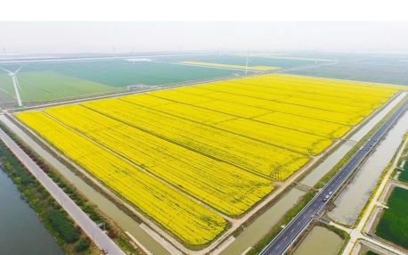 耐盐碱油菜——“做好盐碱地特色农业这篇大文章”