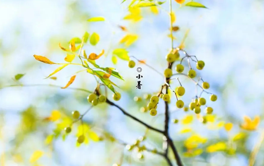 今日小暑｜倏忽温风至 因循小暑来