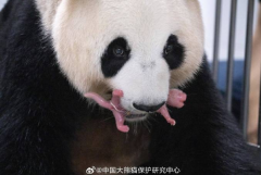 恭喜！旅韩大熊猫华妮喜诞双胞胎