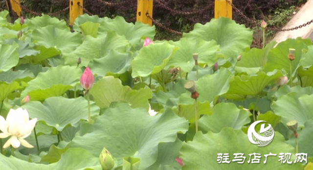 驻马店：小暑赏荷正当时