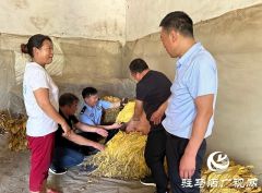 泌阳县郭集镇：“保姆式”服务助力烟农丰产增收