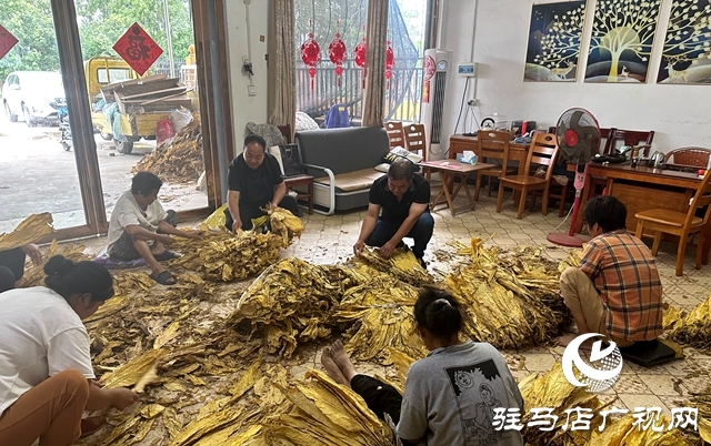 泌阳县郭集镇杨树岗村驻村工作队：发挥行业优势 助力群众致富