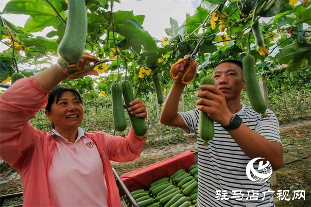 驻马店市驿城区:丝瓜经济好“钱景”