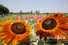 驻马店市驿城区：葵花向阳开 乡村迎客来