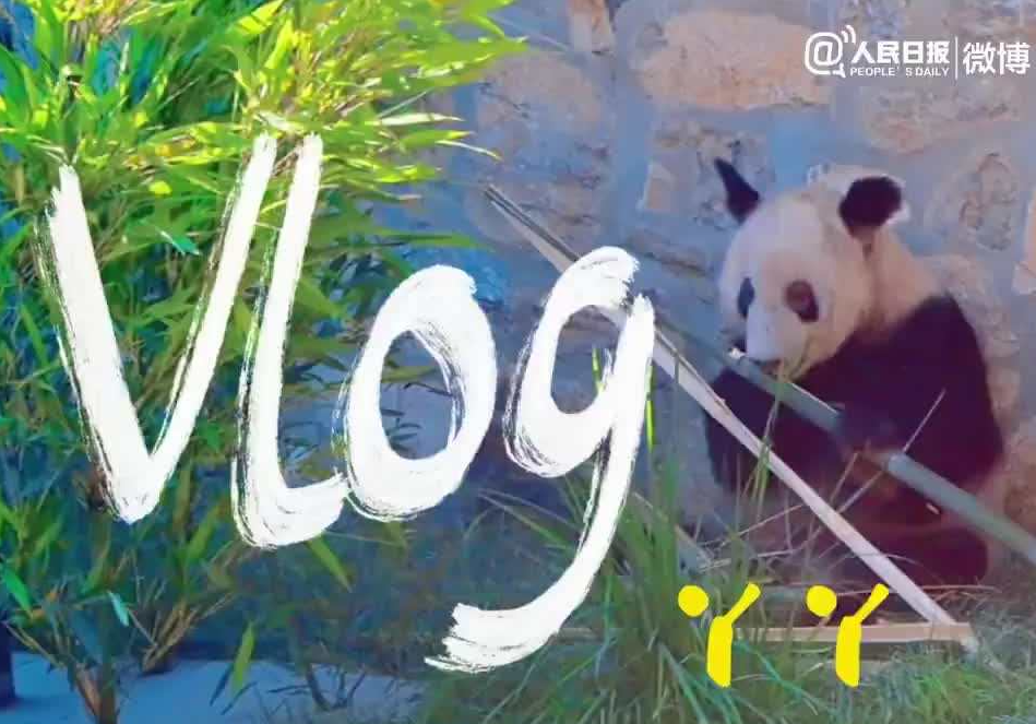 丫丫vlog合集 网友：循环看都看不够