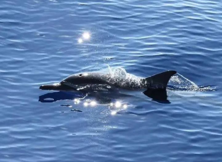 顺利返航！在南海记录到15个鲸类物种