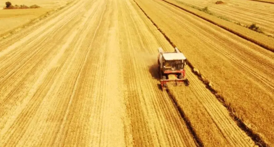 全国夏粮再获丰收！