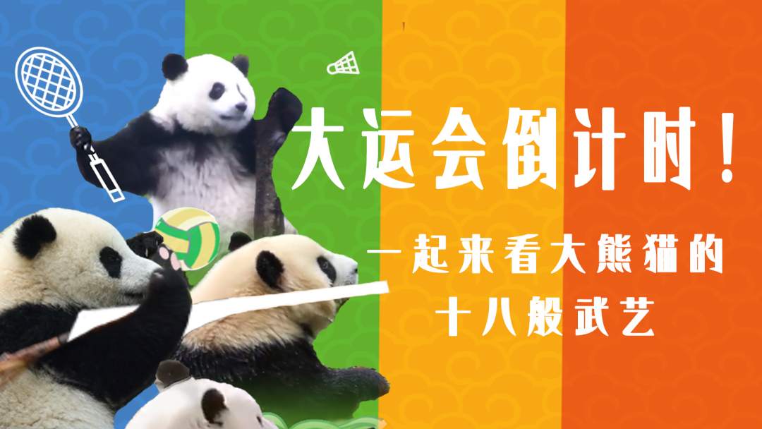 大运会倒计时！一起来看大熊猫的十八般武艺