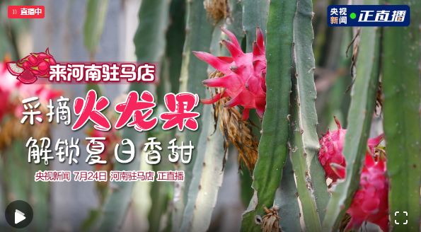 来驻马店采摘火龙果 解锁夏日香甜