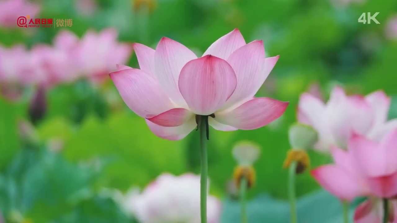 夏日限定！4K延时拍摄荷花