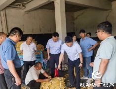 泌阳县郭集镇：金叶飘香收购季 服务烟农助增收