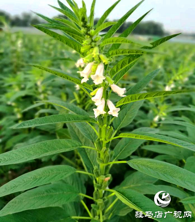 驻马店市农科院发布2023年芝麻开花期田间管理指导意见
