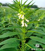 驻马店市农科院发布2023年芝麻开花期田间管理指导意见