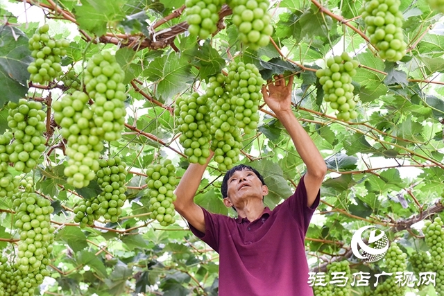 泌阳县春水镇：葡萄迎丰收 村民致富忙