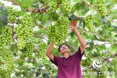 泌阳县春水镇：葡萄迎丰收 村民致富忙