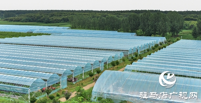 泌阳县春水镇：葡萄迎丰收 村民致富忙