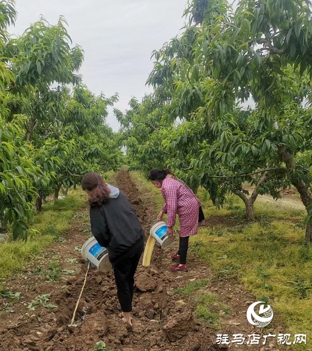 蜜桃挂满枝 采摘乐趣多