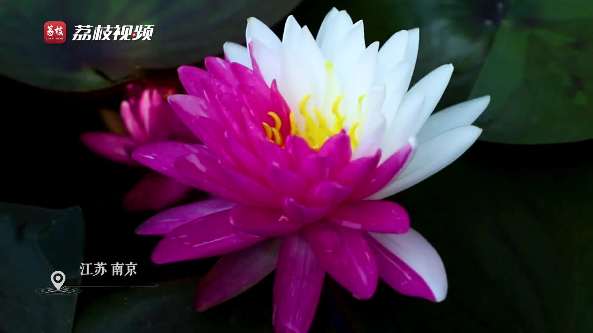 一半芭比粉一半月牙白！玄武湖双色睡莲正值观赏期