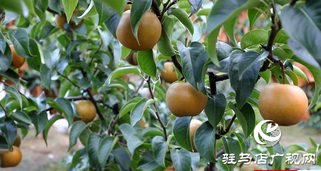 泌阳县付庄乡：小小梨果变身“致富果”