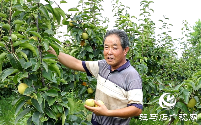 泌阳县付庄乡：小小梨果变身“致富果”