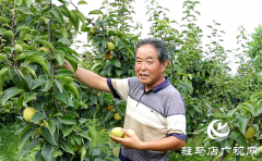 泌阳县付庄乡：小小梨果变身“致富果”