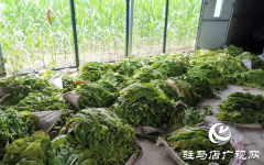 泌阳：烟叶丰收农民笑开颜