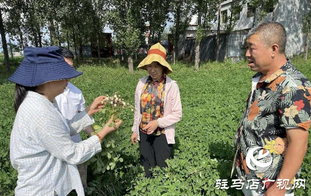 泌阳：农技服务到田间