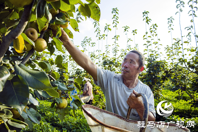 正阳县：梨香压满枝 丰收采摘忙