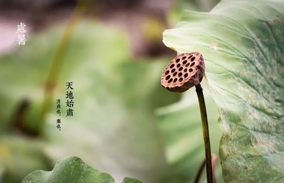 廿四节气｜千里江山图之处暑篇