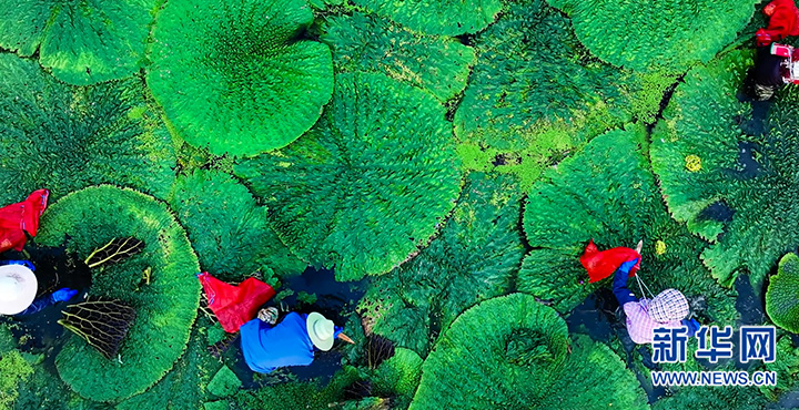 江苏射阳：芡实绿塘白鹭飞