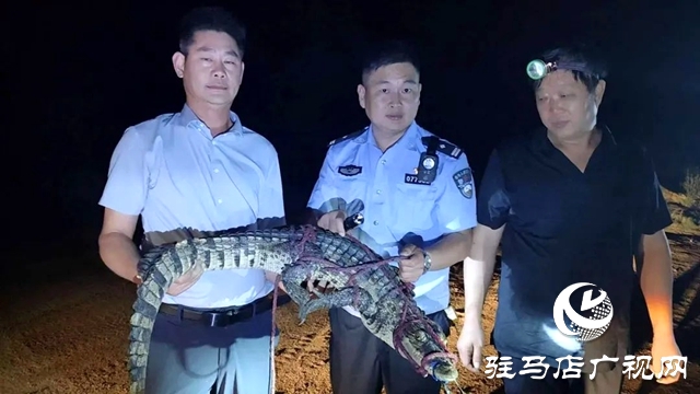 泌阳：警民携手救助一条小鳄鱼