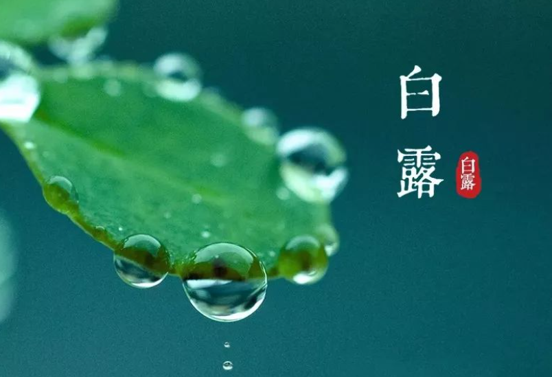 今日白露｜露从今夜白 秋意从此浓