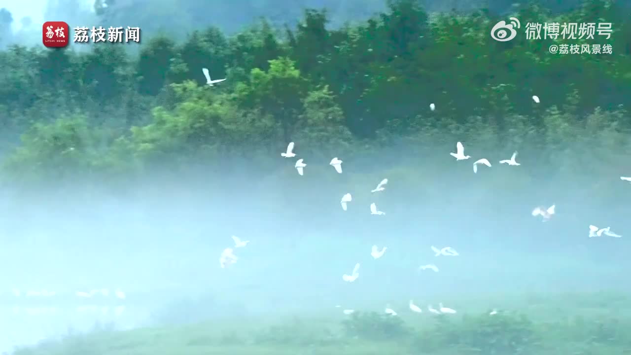 诗意十足！白鹭在河畔烟雨中起舞