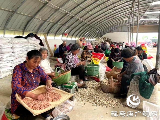 正阳县：种业振兴激活乡村“致富水”