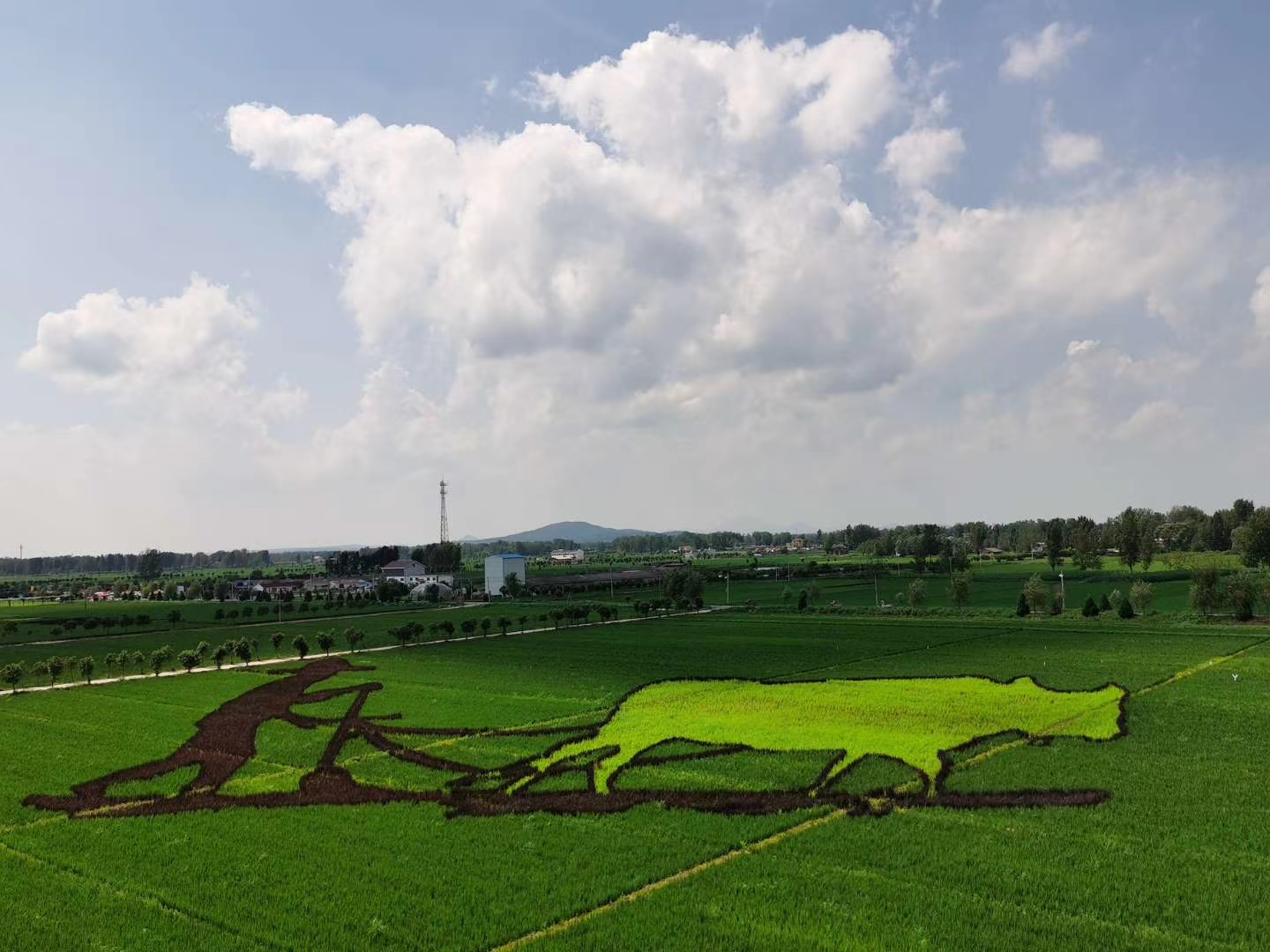 中国农业大学“头雁”学员项目基地落地确山县留庄镇