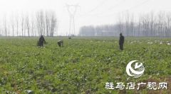 上蔡：主播直播卖萝卜 助力销售乐农户