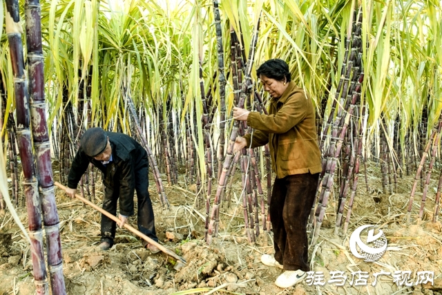 正阳县清源街道：甜蜜生活在“蔗”里