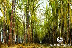 正阳县清源街道：甜蜜生活在“蔗”里
