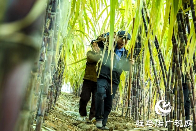 正阳县清源街道：甜蜜生活在“蔗”里