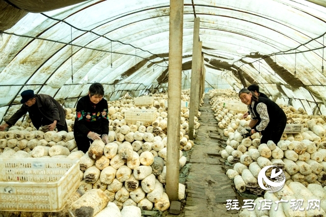 正阳县清源街道：致富路上有“蘑”力 “菇”香点亮“产业兴旺星”