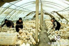 正阳县清源街道：致富路上有“蘑”力 “菇”香点亮“产业兴旺星”